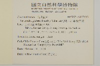 草珊瑚、紅果金粟蘭藏品圖，第2張