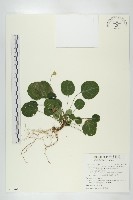 圓葉裂緣花藏品圖，第1張