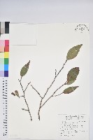 南燭藏品圖，第1張