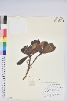 登錄號:S137663藏品圖，第1張