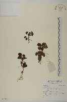 紅頭垂頭菊藏品圖，第1張