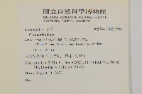 紅頭垂頭菊藏品圖，第2張