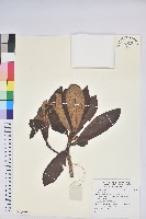 登錄號:S137669藏品圖，第1張