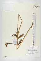 登錄號:S137672藏品圖，第1張