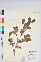 團葉南燭藏品圖，第1張