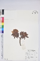 登錄號:S137688藏品圖，第1張