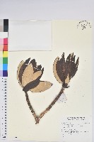 登錄號:S137690藏品圖，第1張