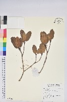 登錄號:S137692藏品圖，第1張