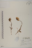 登錄號:S137694藏品圖，第1張