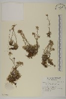 登錄號:S137698藏品圖，第1張