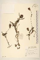 登錄號:S137699藏品圖，第1張