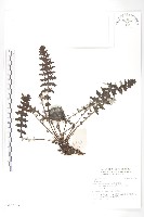 登錄號:S137703藏品圖，第1張