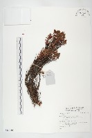 登錄號:S137705藏品圖，第1張