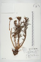 壯健紅景天藏品圖，第1張