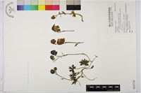 登錄號:S137710藏品圖，第1張