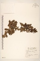 厚葉木香藏品圖，第1張