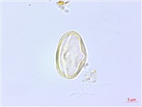 登錄號:S137720藏品圖，第1張