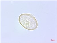 登錄號:S137720藏品圖，第2張