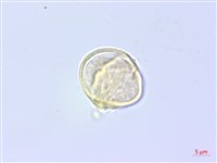 登錄號:S137720藏品圖，第3張