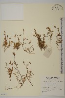 登錄號:S137730藏品圖，第1張