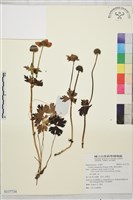 雲南金蓮花藏品圖，第1張