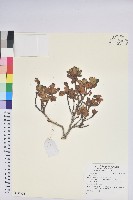 登錄號:S137735藏品圖，第1張