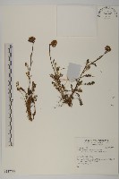 登錄號:S137738藏品圖，第1張