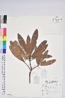 登錄號:S137743藏品圖，第1張