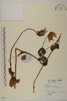 葉狀柄垂頭菊藏品圖，第1張