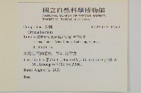 葉狀柄垂頭菊藏品圖，第2張