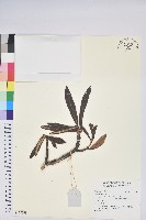 登錄號:S137763藏品圖，第1張