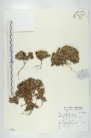 紅花岩梅藏品圖，第1張