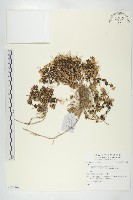 登錄號:S137768藏品圖，第1張