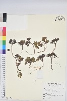 高山大戟藏品圖，第1張