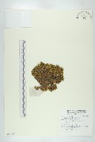 紅花岩梅藏品圖，第1張