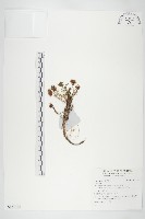 登錄號:S137772藏品圖，第1張