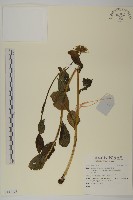 登錄號:S137776藏品圖，第1張