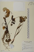 登錄號:S137778藏品圖，第1張