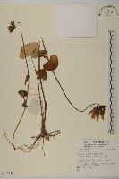 登錄號:S137779藏品圖，第1張