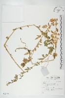 登錄號:S137781藏品圖，第1張