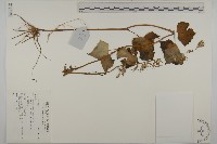 登錄號:S137788藏品圖，第1張