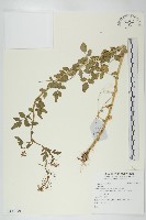 登錄號:S137790藏品圖，第1張