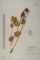 登錄號:S137807藏品圖，第1張