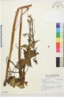 登錄號:S137808藏品圖，第1張
