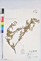 登錄號:S137815藏品圖，第1張