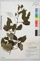 登錄號:S137818藏品圖，第1張