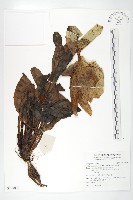 苞葉風毛菊藏品圖，第1張