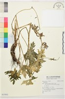 登錄號:S137832藏品圖，第1張