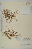 登錄號:S137840藏品圖，第1張