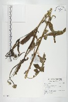 登錄號:S137848藏品圖，第1張